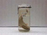 藏品(短印魚)的圖片